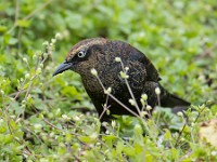 Q0I7759c  Rusty Blackbird (Euphagus carolinus) - fall/winter male